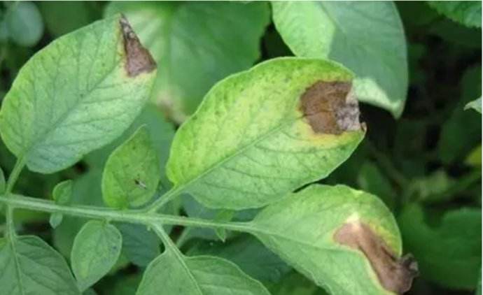 马铃薯晚疫病怎么防治,烟叶马铃薯晚疫病的综合防治方法