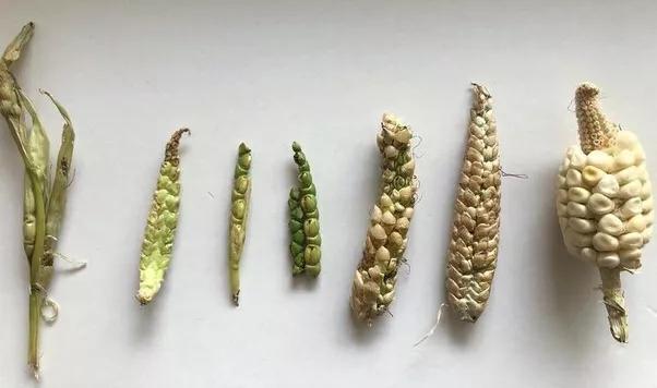 各种蔬菜水果祖先的样子,各种蔬菜祖先