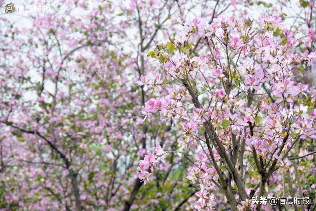 五一去广州旅游攻略路线,五一从广州出发去哪里好玩