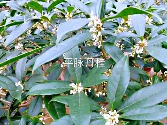 桂花嫁接其它品种桂花,桂花品种里有沉香桂花吗