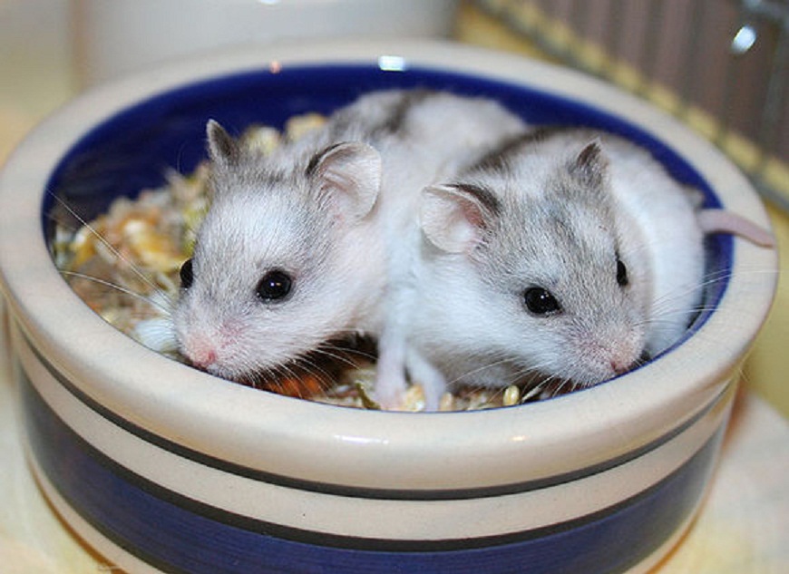 十大仓鼠,5种最不易死的仓鼠