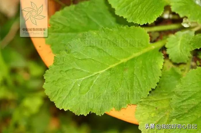 樱花草报春花,报春花樱花草