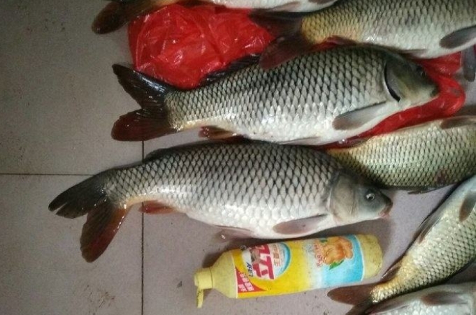 高温天白鲫钓底还是钓浮,高温天钓什么鱼好