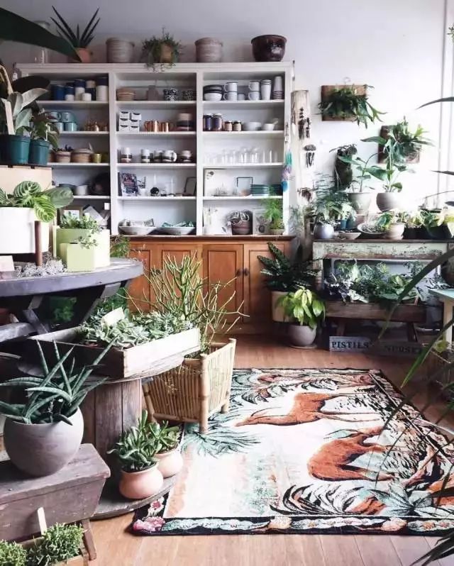 开一家植物美学小店,开一家属于自己的花店