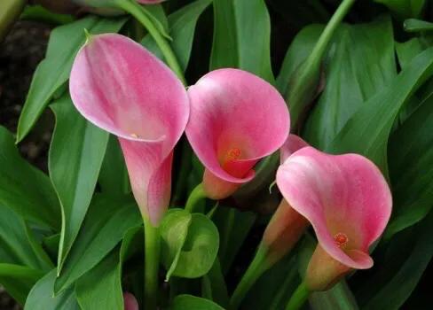 马蹄莲品种及图片欣赏大全,马蹄莲有几种品种图片