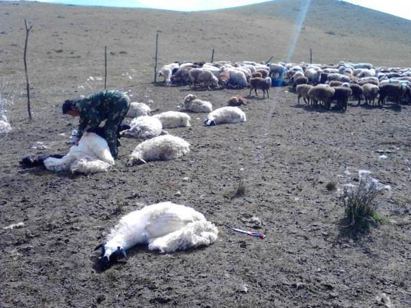 夏季羊容易发生哪些疾病,夏季羊普通病发生特点是什么