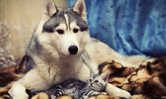 大宠爱哈士奇新手宠主必看攻略,怎么养哈士奇新手入门