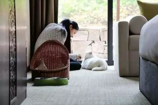 全国首家七星宠物度假酒店,最豪华的宠物酒店