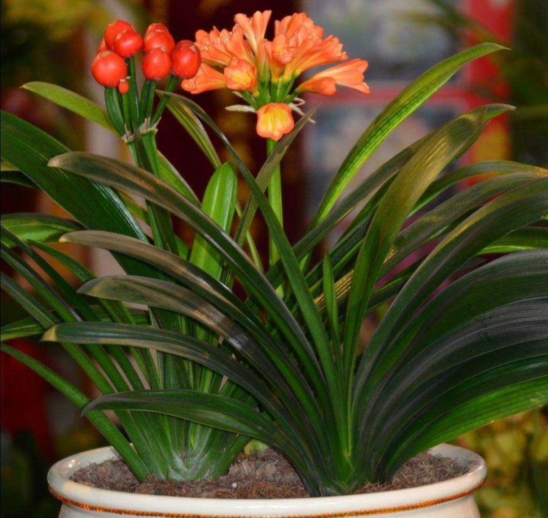 君子兰从孕蕾到开花需要多长时间,君子兰从出现孕肚到开花要多久