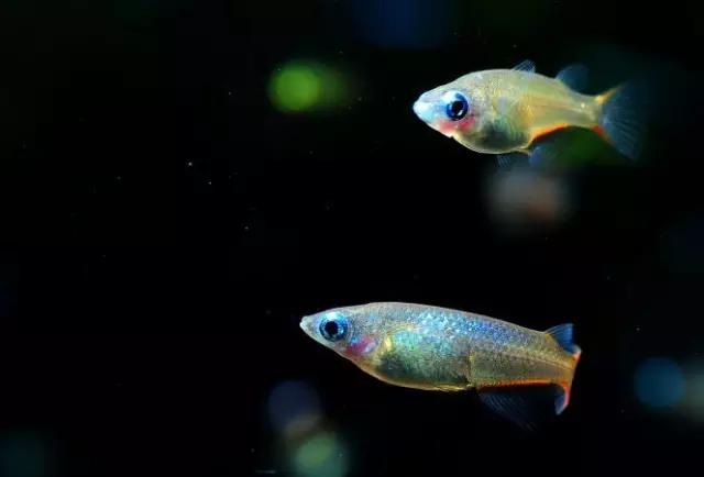 灯鱼草缸造景教程,草缸造景养什么鱼