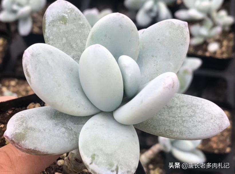 雪胖子多肉,多肉雪美人和橙雪球