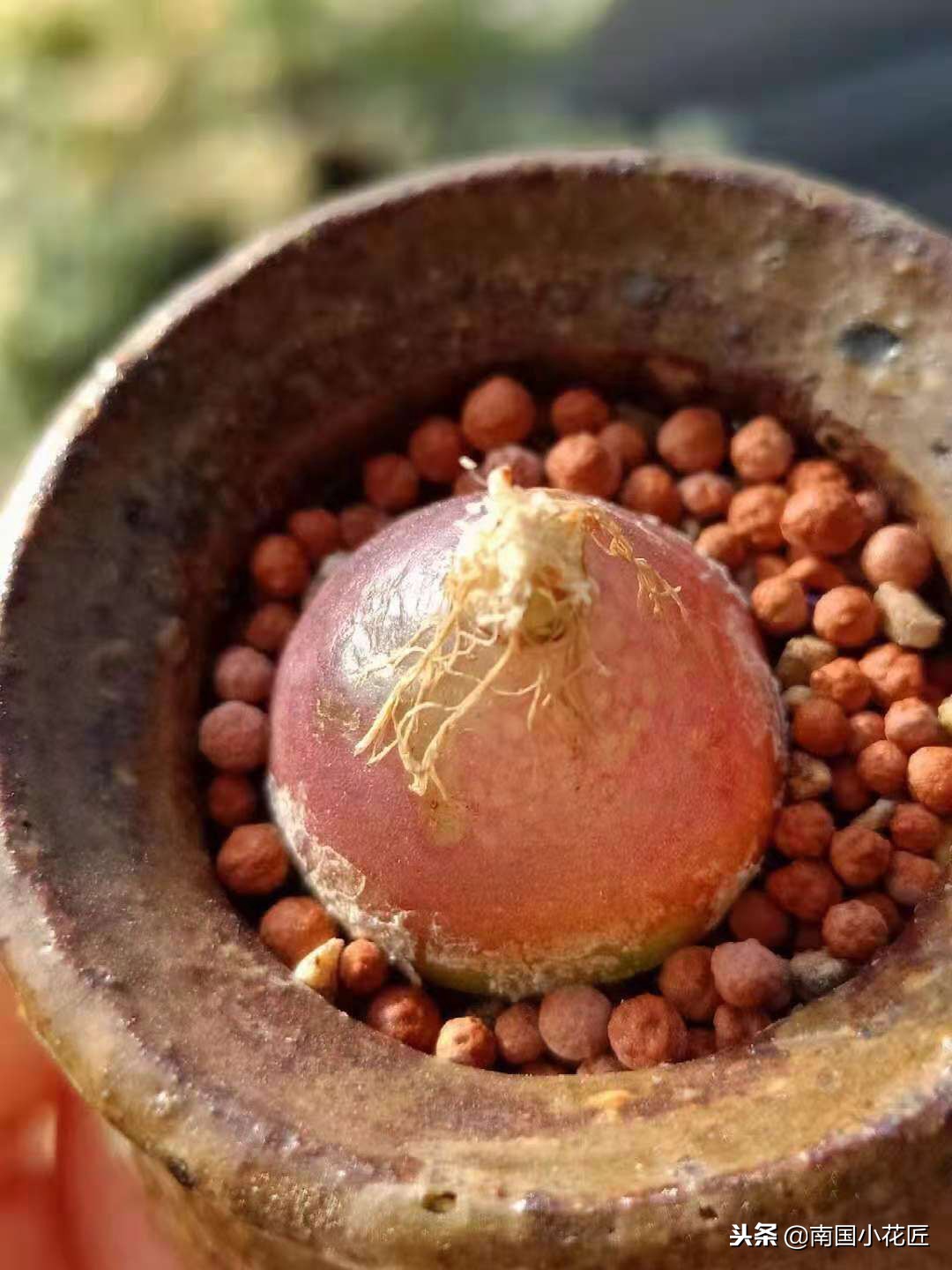 小多肉多少钱一盆,小多肉5-8公分批发