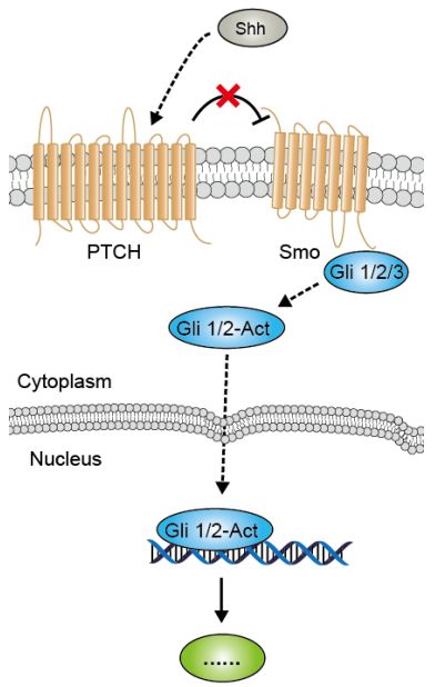 硬货的解析,硬货必买的10种