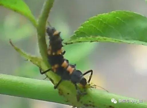 冬眠的瓢虫,小马宝莉瓢虫醒了是哪一集