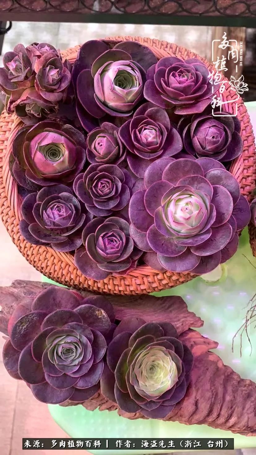 山地玫瑰养护顺口溜,山地玫瑰的养护种植注意事项视频