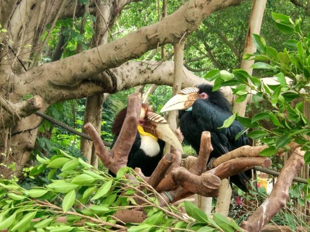 广州长隆野生动物世界二日游,广州长隆野生动物世界步行游览区