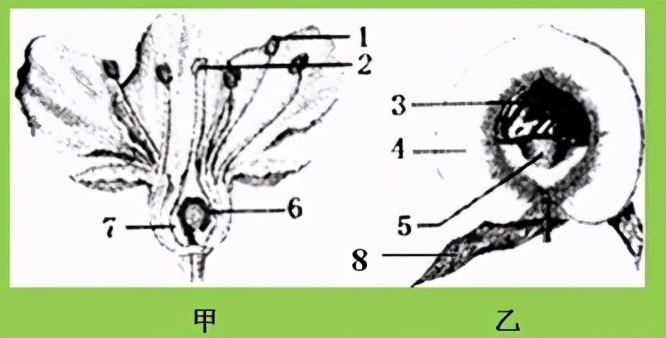 七上生物绿色植物的呼吸作用复习,高一生物必修一呼吸作用习题讲解