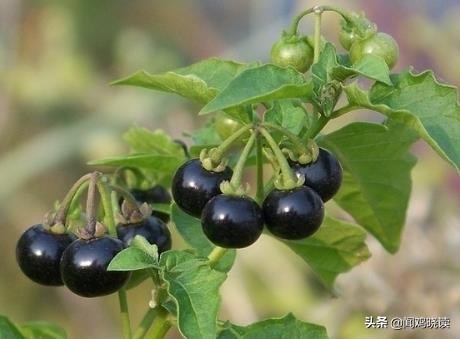 大豆黄了！你肯定还记得这些豆地里的“豆逼”趣事