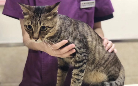 猫咪不吃猫粮很瘦,猫咪很瘦怎么办不长胖