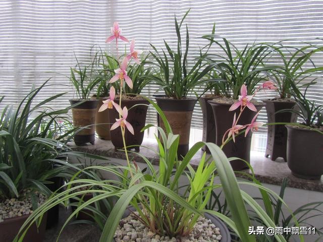 阳台养兰花怎么过夏天,新手养兰选择什么品种的兰花好