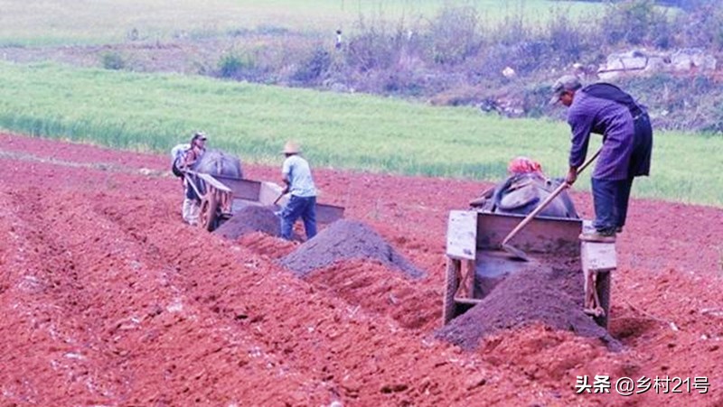 种植红薯如何防治害虫图片,种红薯膨大素肥料