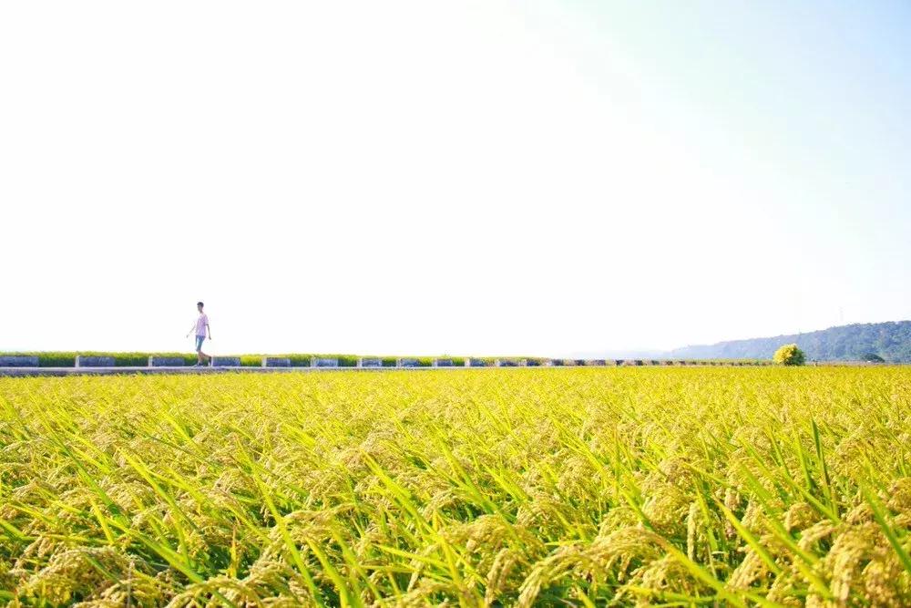 泼辣活动|“希望的田野”地铁影展征集