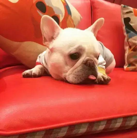 王思聪的宠物柯尔鸭,王思聪宠物猫咪