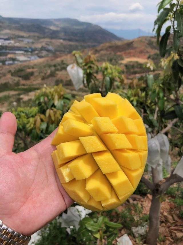 零食微商免费加盟项目,微商零食代理加盟货源