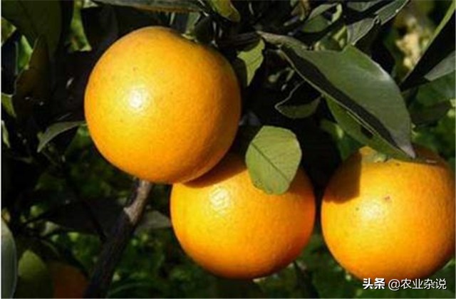 冰糖橙种植成功案例,种植冰糖橙要几年才能结果