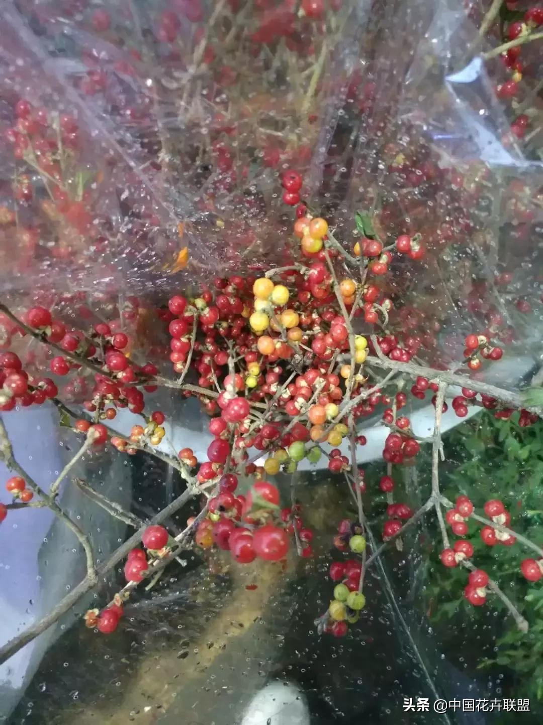 春天花市有哪些花材,便宜又大把的花材有哪些