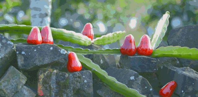 快收藏！海南水果图鉴～认准了，吃它