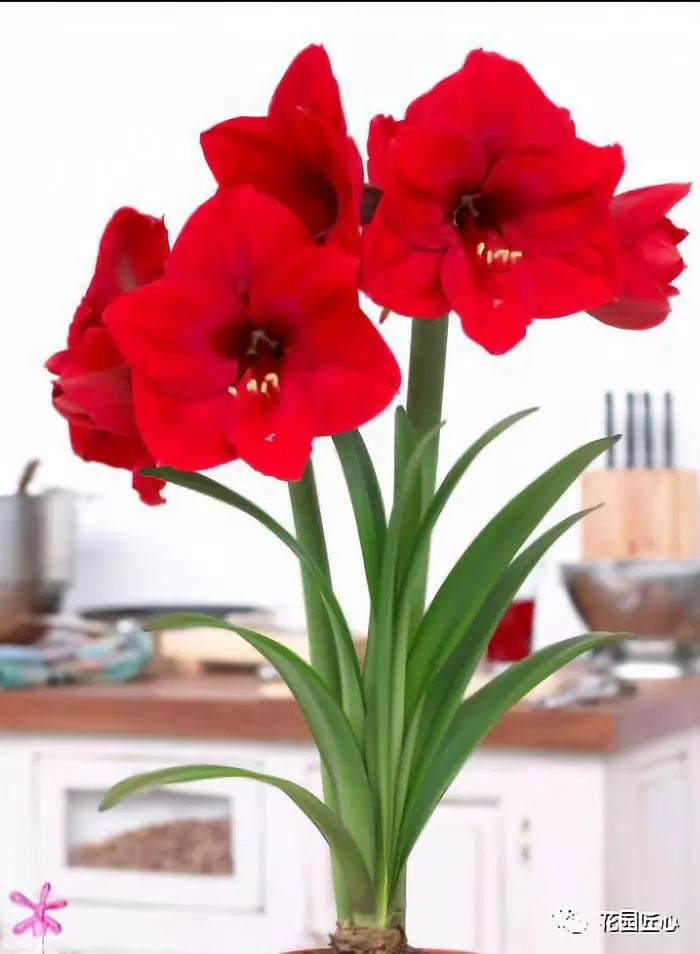 朱顶红为什么老是烂球,怎么才能让朱顶红不生小球