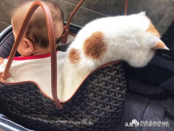 非常好看的宠物包,大家的包都带什么玩偶