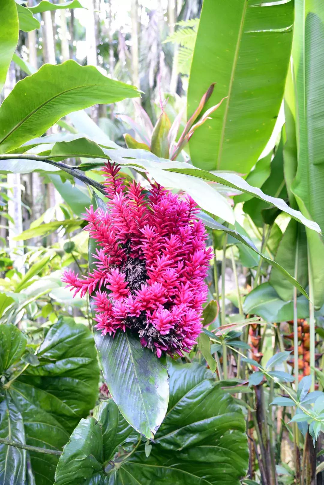 夏威夷大岛自驾游游记,大岛夏威夷岛七日游
