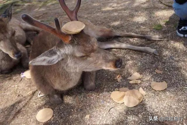 中国人宅在家里的日子，全世界：快快快撑不住了
