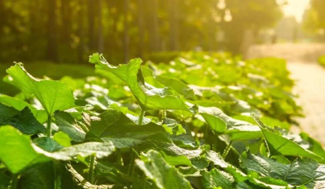 科学家发现32光年比地球大5倍星球,外星人在二十九个星球上观察地球