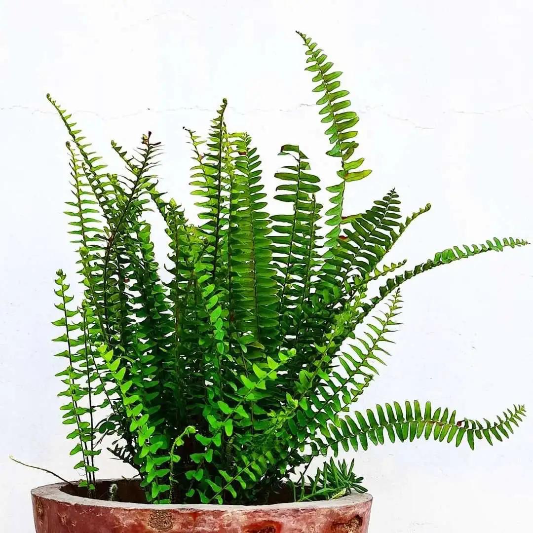 新房防甲醛买什么植物,新房甲醛克星植物