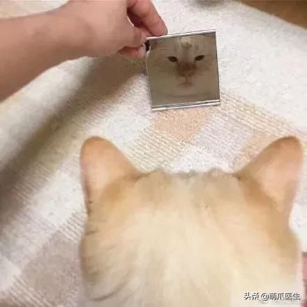 长得很潦草的一只猫,一只猫能有多潦草