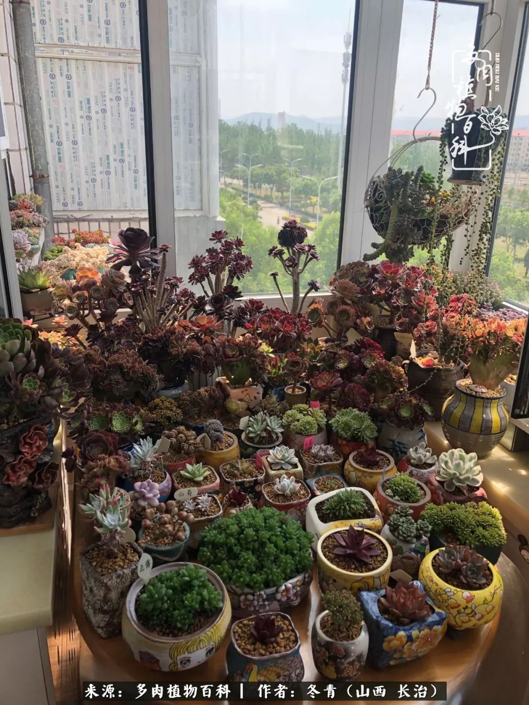 新手养的多肉怎么管理好看,阳台养多肉正确方法