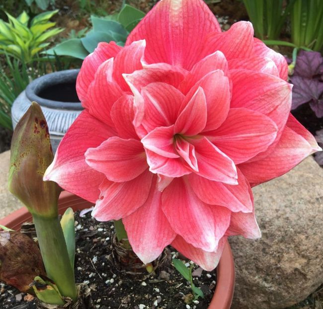 十月适合养什么花,十月现在季节养什么花不怕冷