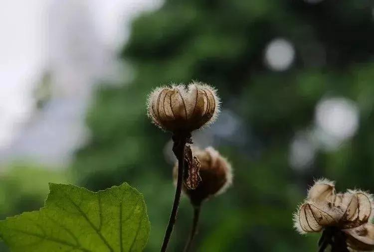 那些你绝对想不到的榨油作物，真是给古人的智慧跪了