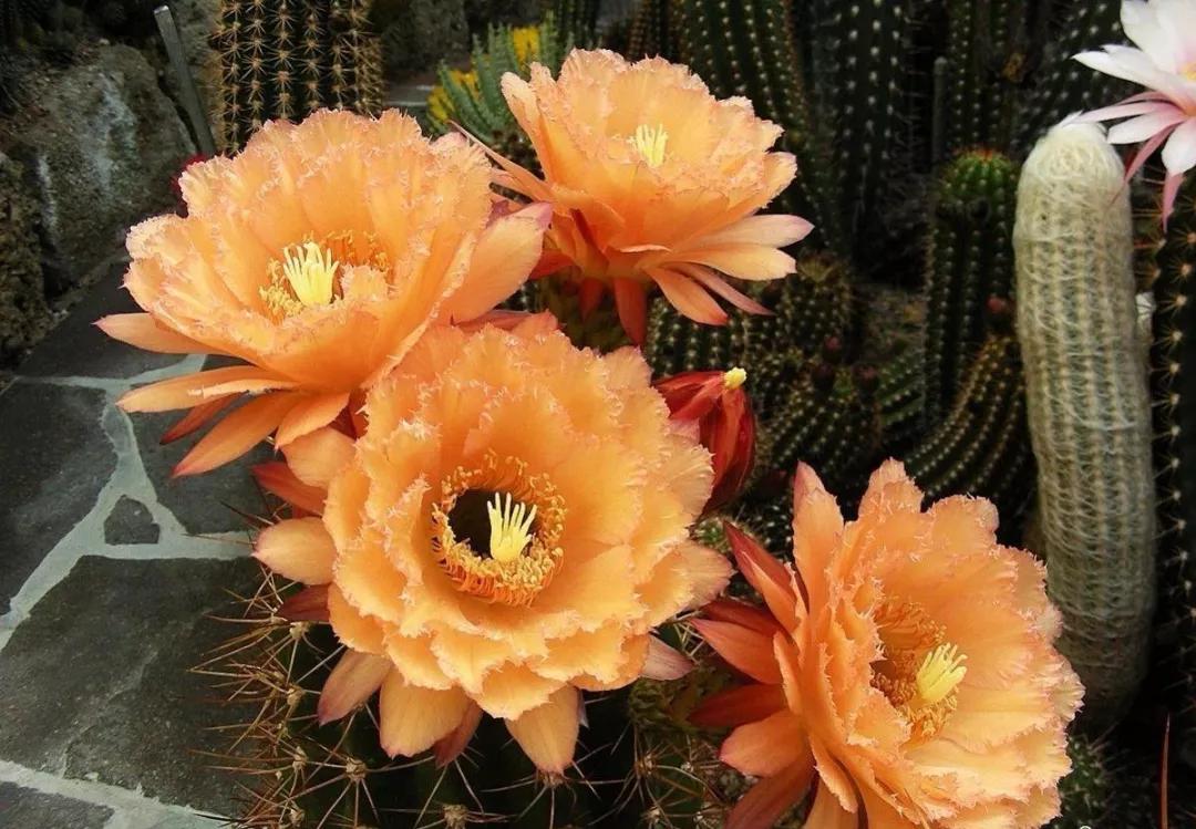 100种仙人球花图片,100种仙人球的品种视频