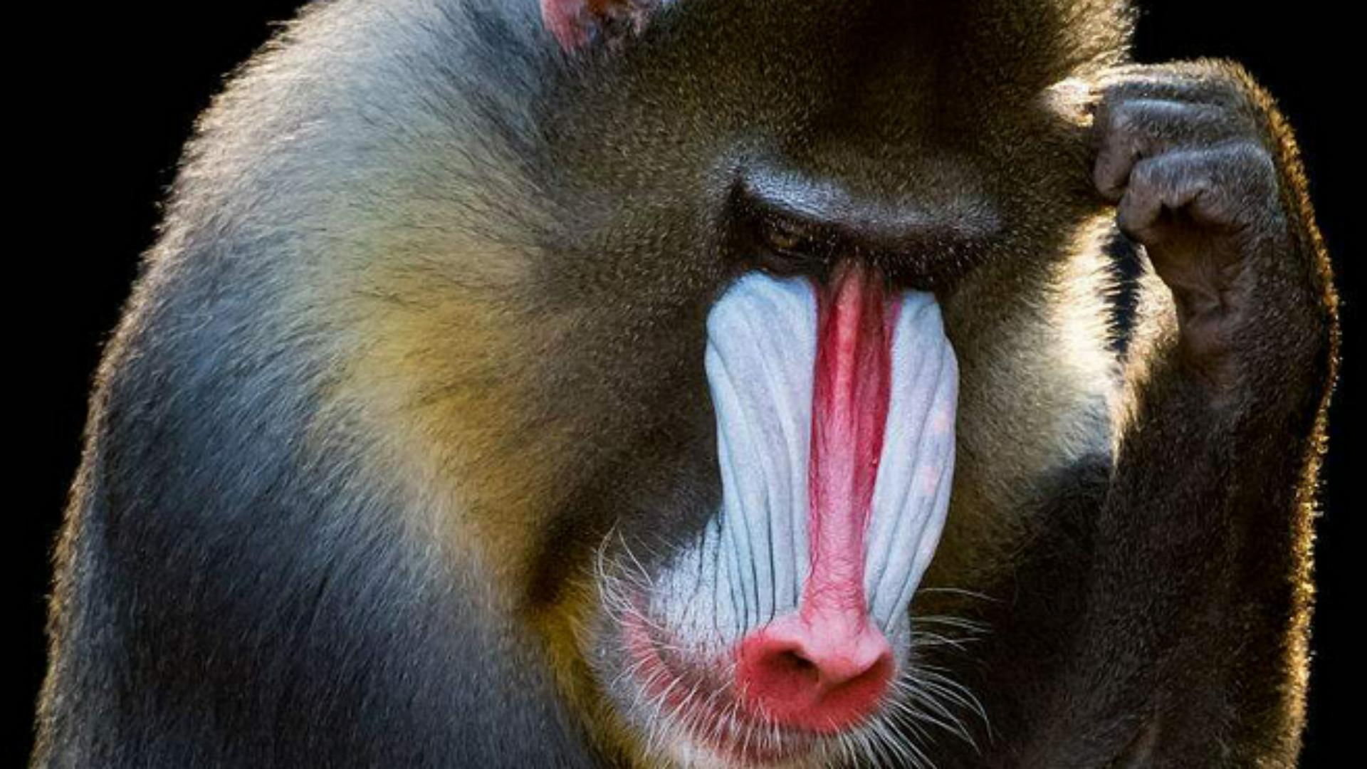 非洲山鬼，猴族*物尤**—山魈，并非鬼怪，而是现实版的“美猴王”