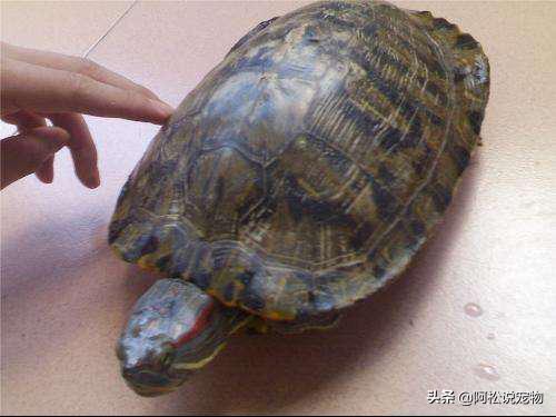 新手养巴西龟需要注意什么,养巴西龟的小技巧搞笑
