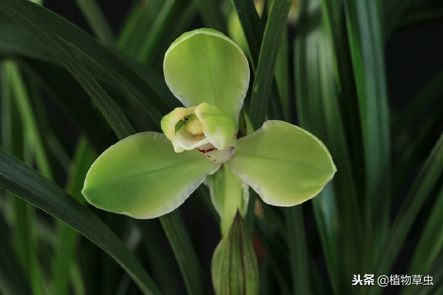 刚上盆的兰花叶子上有小黑点,兰花上盆时黑色的脏东西要清理吗