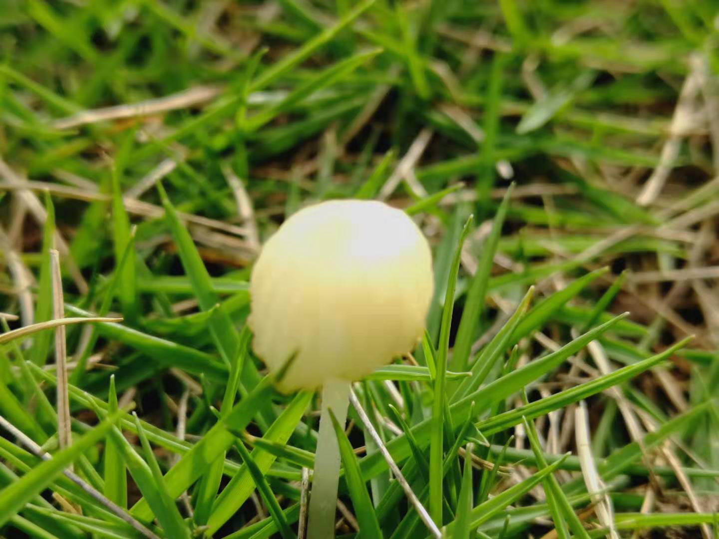 “*疆新**棉花”被人惦记上了，我们为什么还在惦记着“洋品牌”？