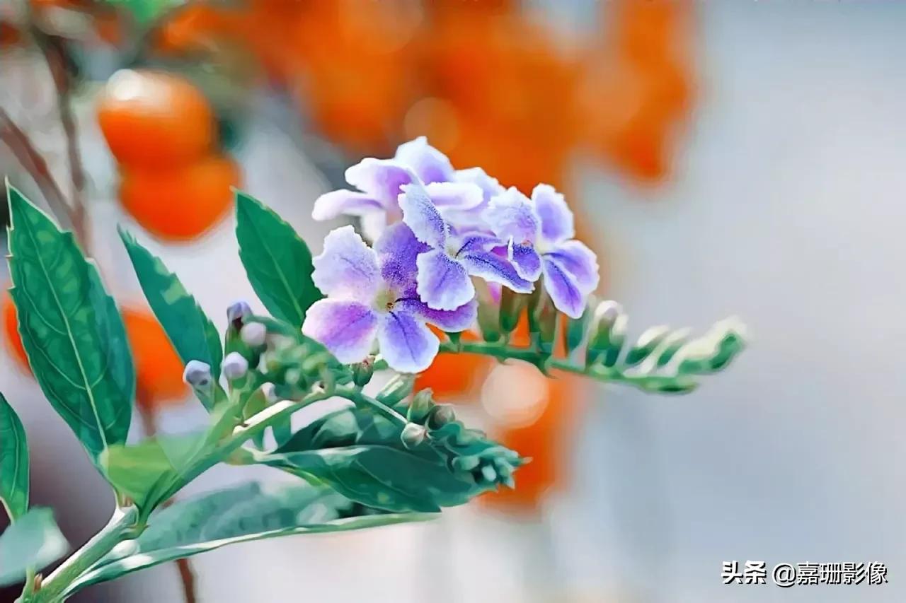 看看花容，听听花语2020年我镜头里的百种花卉