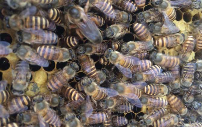 养蜜蜂需要注意哪些事项,养蜜蜂的技巧和注意事项