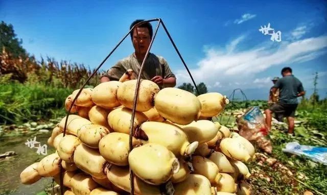 盘点十大新疆的特产,疆藏特产