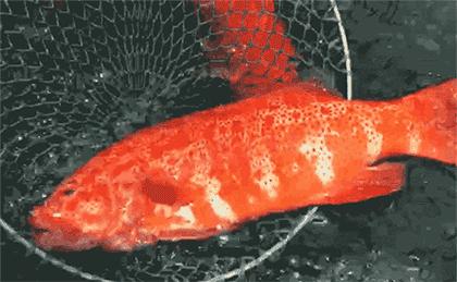 渔家女揭露海鲜市场黑幕,渔家女海鲜视频